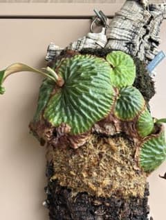 P.Madagascariense 子株付き Platycerium madagascariense マダガスカリエンセ 子株 - メルカリ