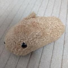 카피바라씨 봉제인형