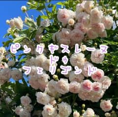バラ苗☆ランブラー☆ピンクギスレーヌドゥフェリゴンド②のサムネイル