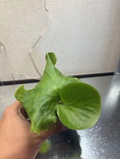 ビカクシダ Platycerium コロナリウムシン 26 胞子培養のサムネイル