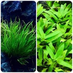 水草セット 前景 水中葉 無農薬 無害虫 - メルカリ