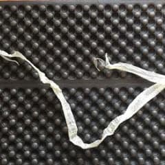 白蛇の抜け殻のサムネイル