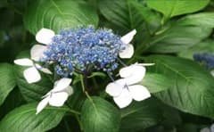 紫陽花 アジサイ 苗 ガーデニングのサムネイル