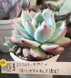多肉106 23コロラータ（M）× CAリンゼアナNo.3（ACE）札付 抜き苗