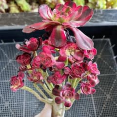 m56524671632_1.jpg?1720879568