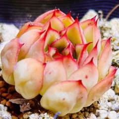 多肉植物❤️ファイヤーフライ❤️韓国苗育成 抜き苗 a181 - メルカリ