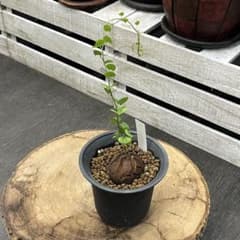 亀甲竜 塊根植物 コーデックス 第4種郵便発送 - メルカリ