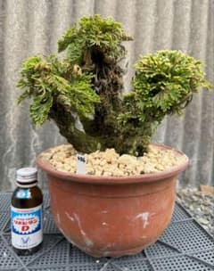 イワマツ(50年以上) 盆栽　　 436 高山植物 山野草 盆栽 岩ヒバ イワヒバ 岩松 送料無料】40年物 ブルドッグ 観葉植物　山野草　 盆栽