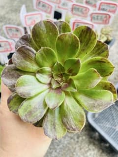 A39アエオニウム　多肉植物　花月夜　抜き苗のサムネイル