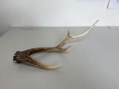 エゾシカの角 約30cm - メルカリ
