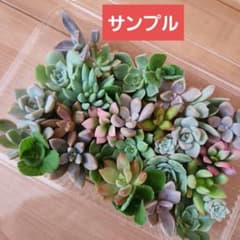多肉植物おまかせセット　多肉弁当　カット苗のサムネイル