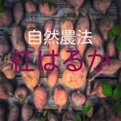 数量限定　自然農法 自然栽培 紅はるか　3キロ　オーガニック　有機　無農薬のサムネイル