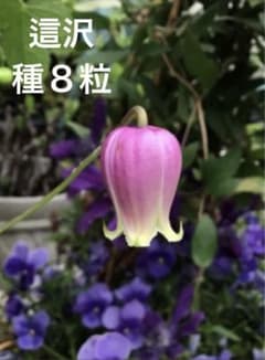 クレマチス　這沢　種8粒①のサムネイル