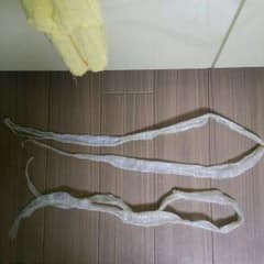 白蛇  脱け殻のサムネイル
