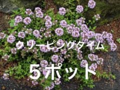 クリーピングタイム たっぷり根付き苗 ミニ5ポット分 - メルカリ