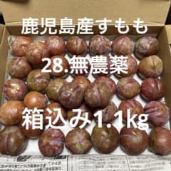 28.鹿児島産すもも　プラム　箱込み1.1㎏　無農薬　農薬不使用　硬めのサムネイル