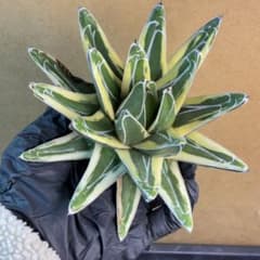 アガベ ビクトリアレジーナ 笹ノ雪白覆輪 サンキング 極上斑 美株