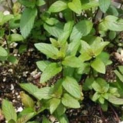 ブラックペパーミント　根付き苗　ハーブ　観葉植物　植物　多肉植物のサムネイル