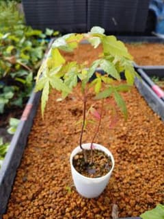 モミジ2本植え(山採り)小 - メルカリ