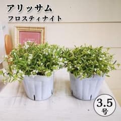 ２株セットPW宿根斑入りアリッサム フロスティナイト3.5号寄せ植えガーデニングのサムネイル