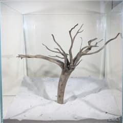 ブラックスマトラブランチ【BSB225】アクアリウム まとめ買い対応可