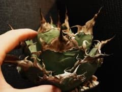 アガベ　オテロイ　オアハカ　ノーネーム　現地球　親株出品　一点物のサムネイル