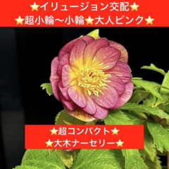 164⭐️イリュージョン交配⭐️超小輪小輪⭐️大人ピンク⭐️超