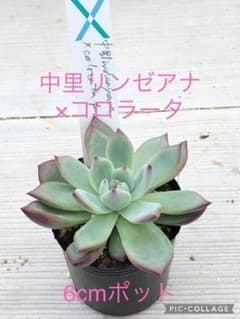 多肉植物 中里リンゼアナ×コロラータ♡抜き苗(サボテン相談室