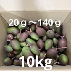 宮崎県産 摘果マンゴー グリーンマンゴー10kg 宮崎県産 摘果マンゴー グリーンマンゴー 10kg - メルカリ
