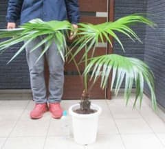 現品】ビロウ椰子 ビロウヤシ 8号 P5番 - メルカリ