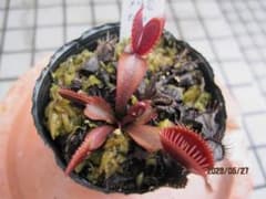 灰*ス様 ハエトリソウ　キョウトレッドのサムネイル