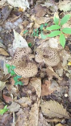 乾燥香茸のサムネイル