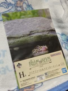 一番くじ 爬虫類＆両生類 H賞 クリアファイル＆ステッカーセットのサムネイル