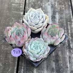 SALE❗️722 多肉植物 エケベリア チワワ・ルナレン等 抜き苗 4苗