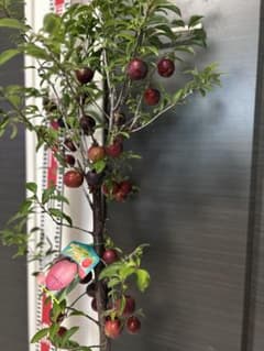プラム バイオチェリー 苗木 落葉樹　四年生⑤ プラム バイオチェリー 苗木 落葉樹 四年生⑤ - メルカリ