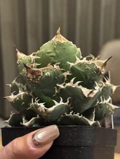 星空　シーハオ産　アガベ チタノタ 観葉植物のサムネイル
