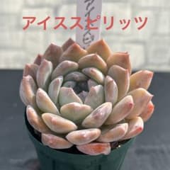 多肉植物 エケベリア アイススピリッツ 抜き苗 - メルカリ
