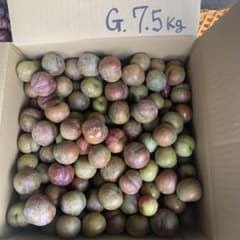 G.南国指宿産 すもも 7.5Kg - メルカリ