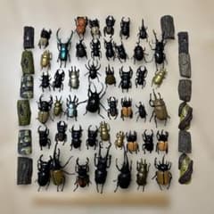 昆虫フィギュア おもちゃ コレクション 47体 木13個のサムネイル