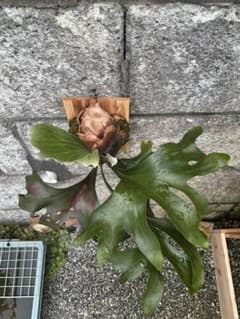 P.Storm sporeling pup　ビカクシダのサムネイル
