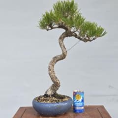 黒松 [文人風木] 中品盆栽 - メルカリ