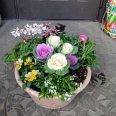 葉牡丹　ビオラ　等　草花　寄せ植え　10号　テラコッタ鉢 m56700867102_1.jpg?1764316293