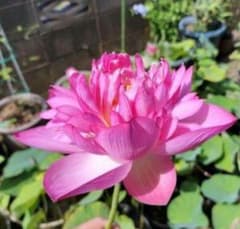 ハスの女王とも言われる程に美しい紅万々(こうまんまん)の種３個 来年の発芽用のサムネイル