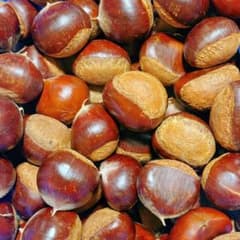 岐阜県産 無農薬 生栗1.5kg 不揃い⑨のサムネイル