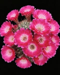 紅顔 白喉 人気花サボテン 希少品種 カキコ ロビビア 大きめ - メルカリ