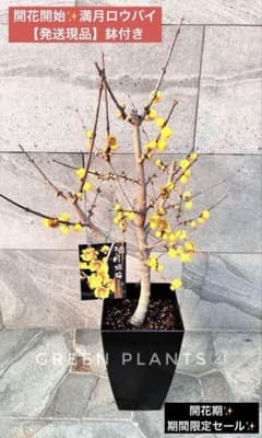 開花開始✨ 満月蝋梅 ロウバイ 蝋梅 接木5年生 大苗 鉢植え 現品 蝋梅 苗 接木5年生 満月 大苗 鉢植え【ロウバイ】開花開始 - メルカリ