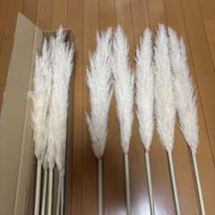 パンパスグラスのサムネイル