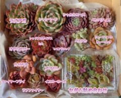多肉植物 カット苗 詰め合わせのサムネイル