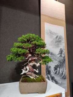 盆栽 糸魚川真柏 捻転 古木 貴風盆栽 松 盆栽 糸魚川真柏 捻転 古木 貴風盆栽 松 - メルカリ