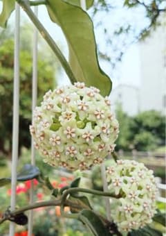 レア ホヤ Hoya Motuoensis サクララン - メルカリ